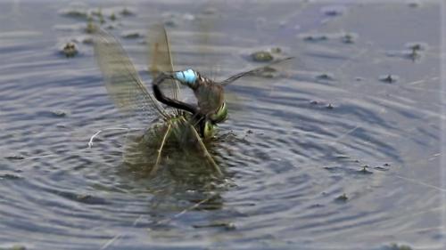 Anax imperator